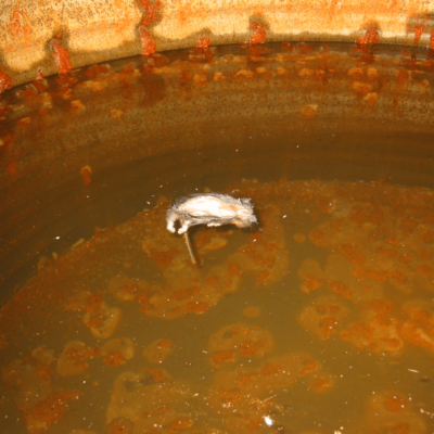 Dead rat in rainwater tank 2048 x 1365 72dpi