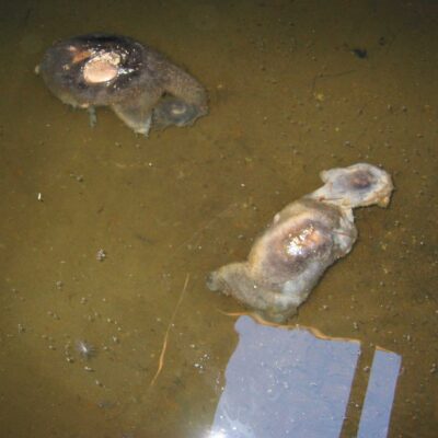 Dead-possums-in-rainwater-tank-low